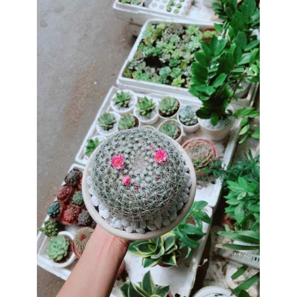 Chậu xương rồng nở hoa Bán Chạy
