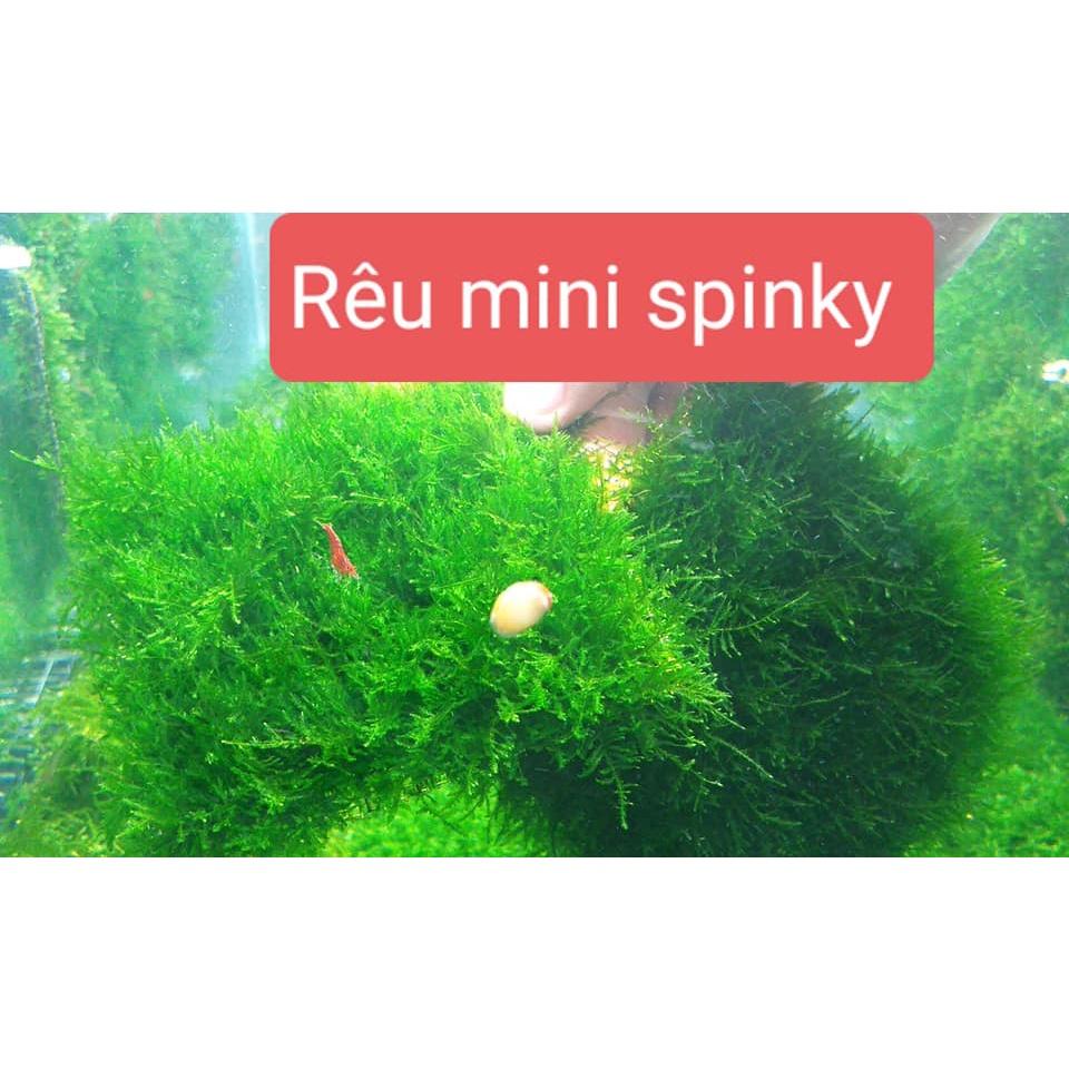 Rêu Mini Spinky (Taxiphyllum Spiky) - rêu thủy sinh đẹp dễ chăm
