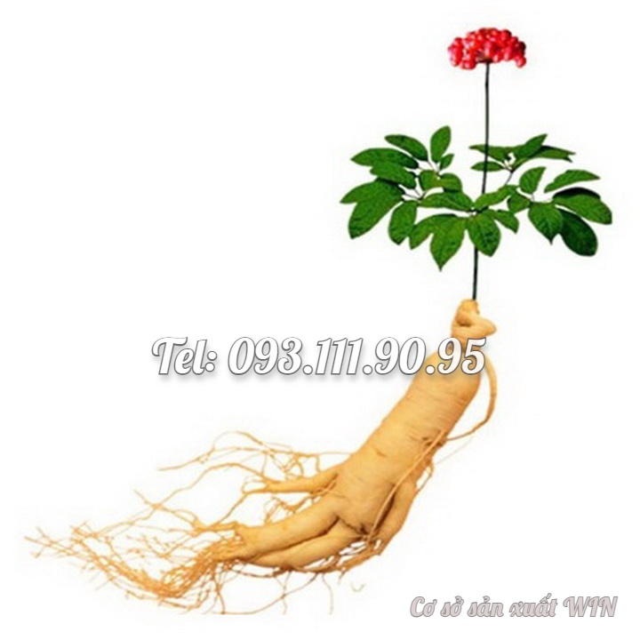 Hạt giống nhân sâm Hàn Quốc – Bịch 10 hạt – Mã số 1303