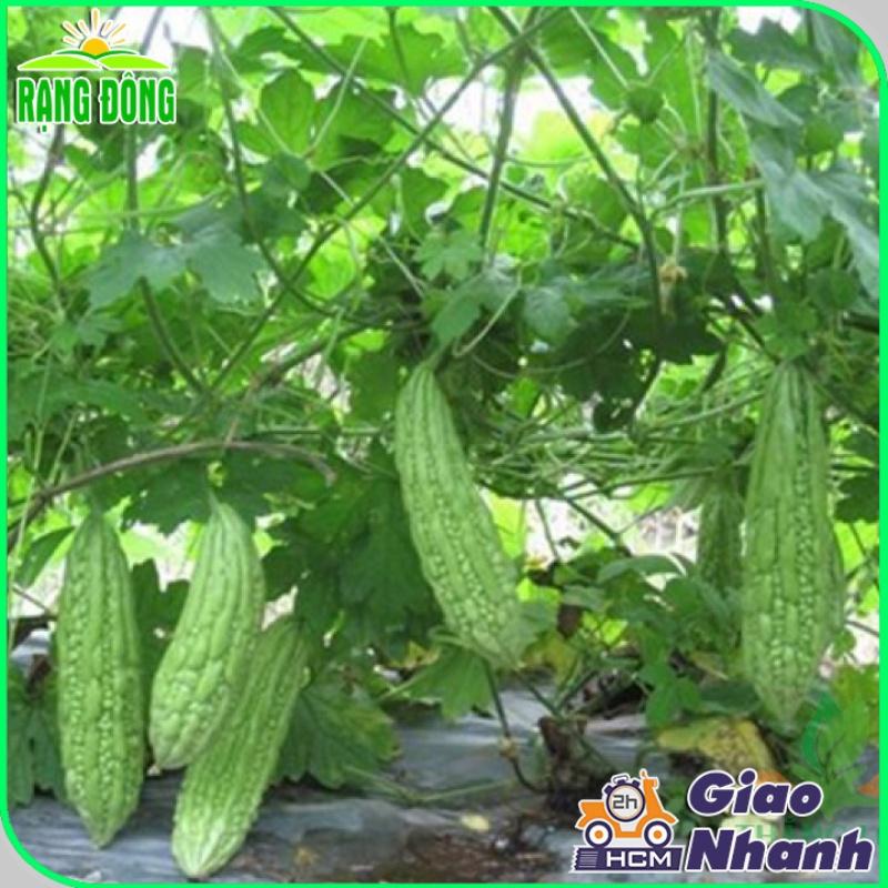 Hạt giống Khổ Qua Mỡ Trái Dài Chịu Nhiệt Tốt, Sinh Trưởng Khỏe, Trồng Quanh Năm - Hạt giống Rạng Đông