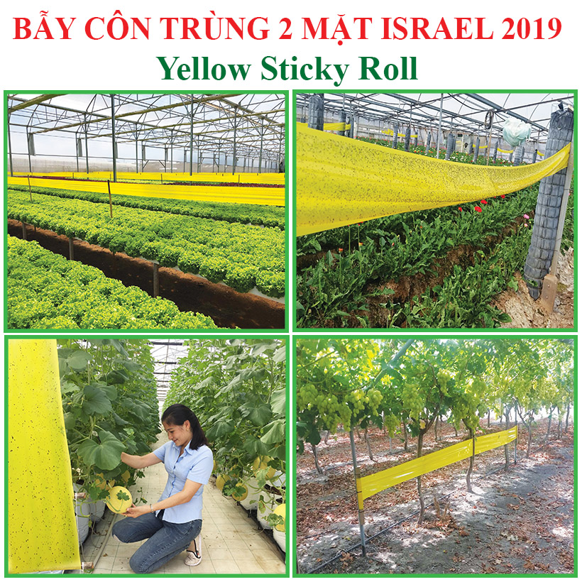 Cuộn Keo Dính Vàng Bẫy Côn Trùng Nhập khẩu Israel dùng bẫy ruồi đục trái, bẫy bọ trĩ, bọ phấn, sâu vẽ bùa và bẫy các côn trùng khác