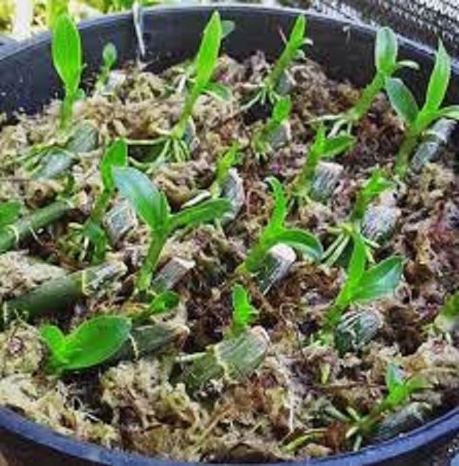 Lan phi điệp5 cánh trắng TUYẾT NGỌC
