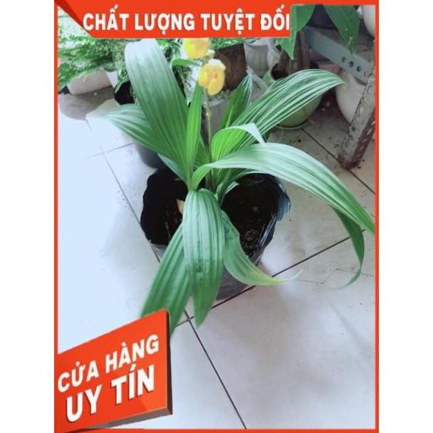 Lan Đất Có Hoa Vàng