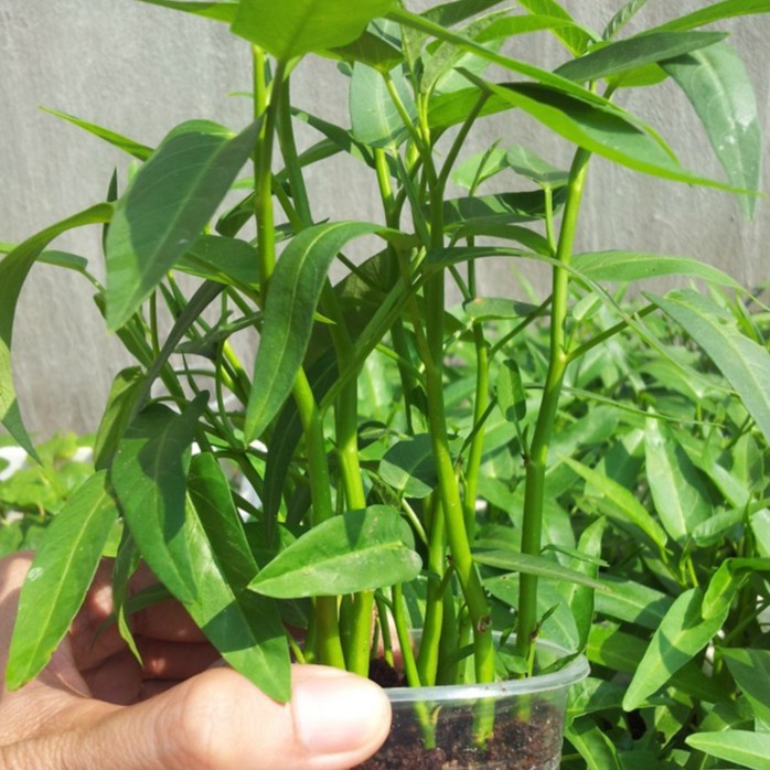 Hạt Giống Rau Muống Lá Tre