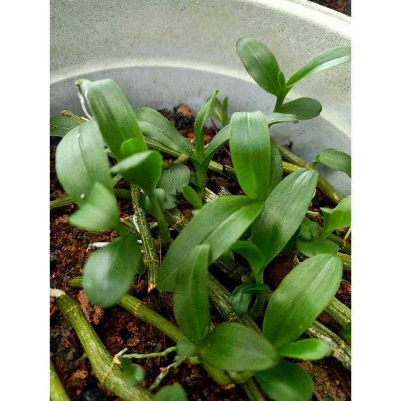 Kie 1 ki lan phi điệp rừng liên hệ ngay để xem video chi tiết