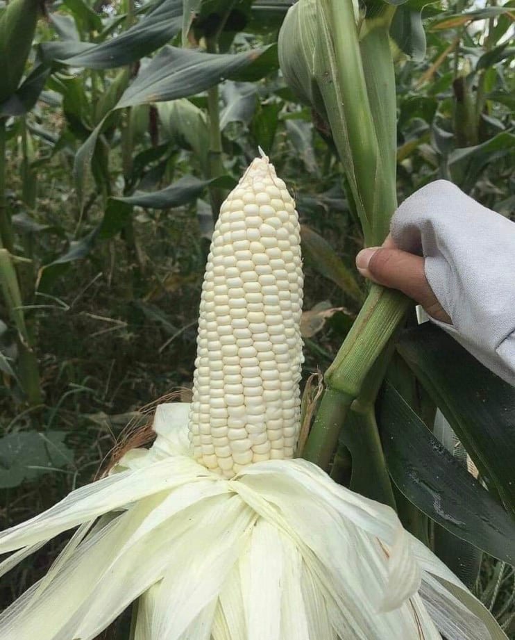 Hạt giống bắp nếp nù dẻo  gói 1kg Lương Nông tặng kèm 1kg bắp nếp nù sữa