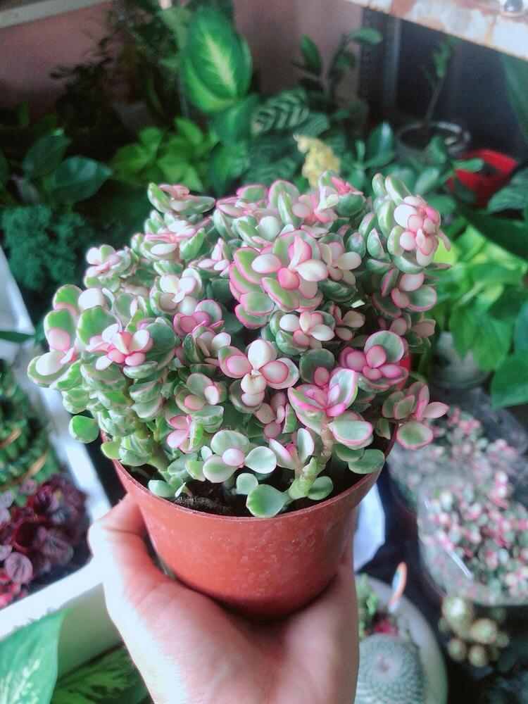 Cây Cành Vàng Lá Ngọc