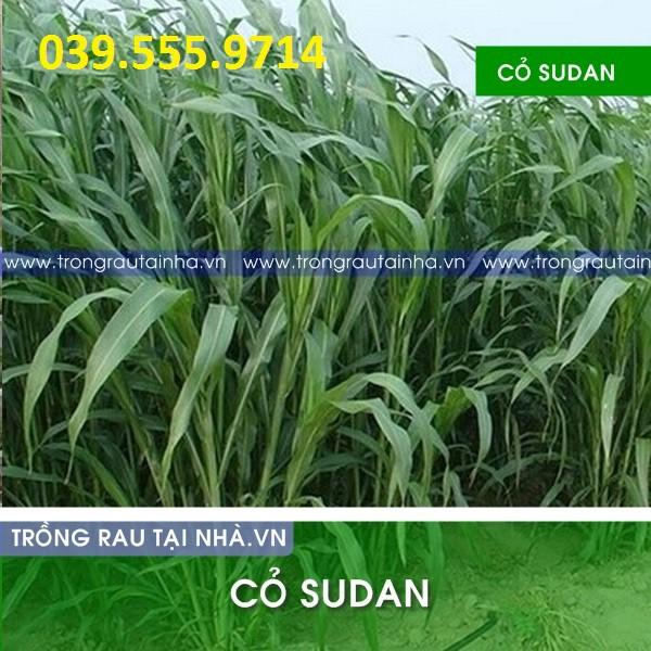 Hạt Cỏ Sudan Lai 300g - Cỏ Chăn Nuôi