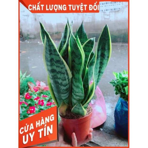 Lưỡi Hổ Cao