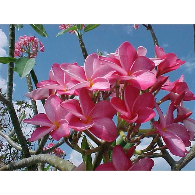 HOA ĐẠI ĐỎ - CÂY GIỐNG