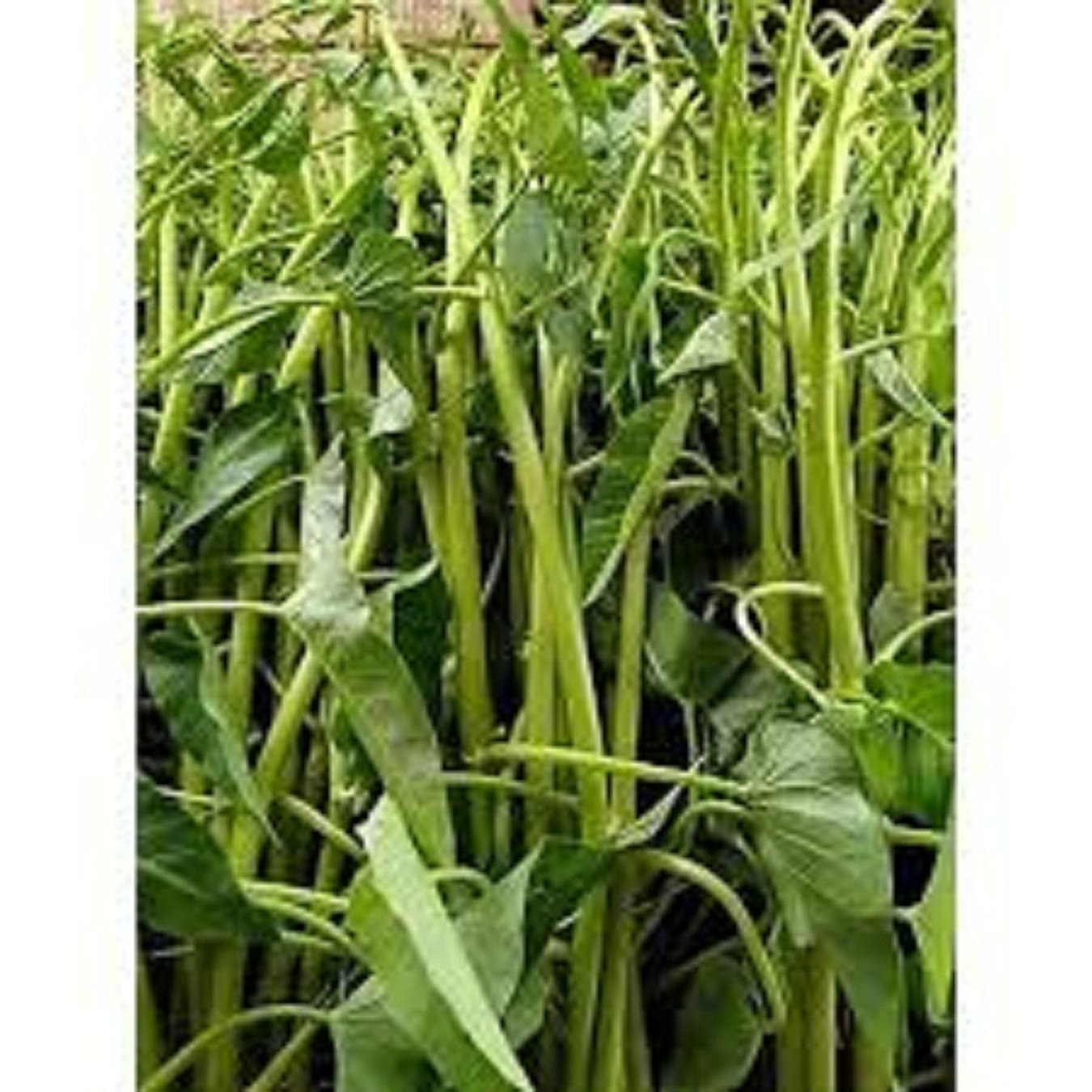 Hạt giống rau muống siêu ngọn -10gram/gói-tặng kèm gói phân bón lót