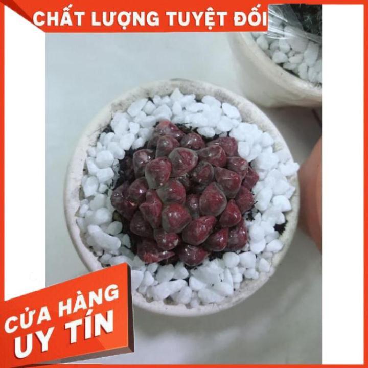 Chậu cây copi Nhiều Người Mua