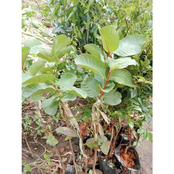 Cây giống ổi ruột đỏ Đài Loan không hạt cây ghép 60-70cm