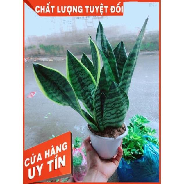 Lưỡi Hổ Cao