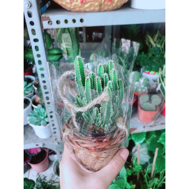 Chậu Xương Rồng