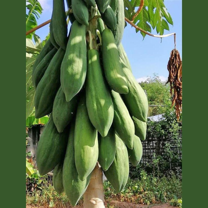 Hạt Giống Đu Đủ Lùn Phuket Thái Lan Siêu Ngọt-gói 10 hạt/tặng kèm gói phân bón lót