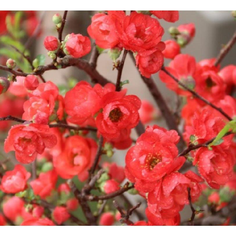 Hạt giống hoa mai trung quốc hoa màu đỏ - ( Gói 5 hạt/Kèm gói kích hạt nảy mầm )