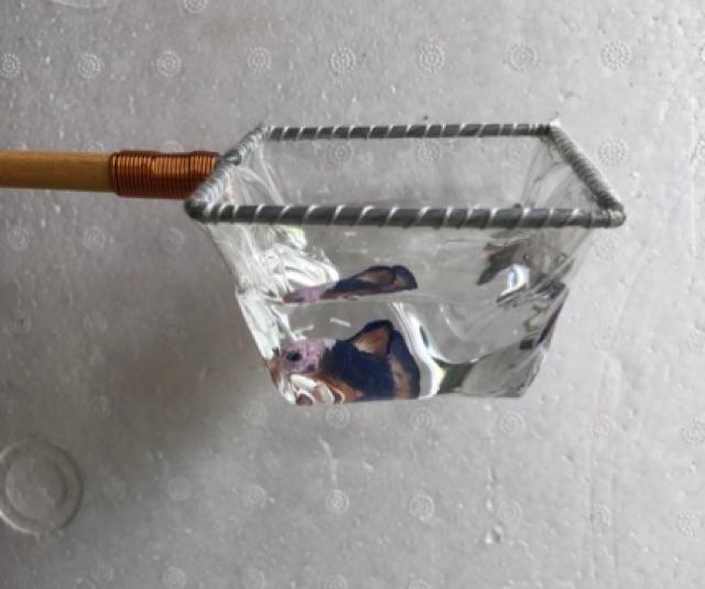 Vợt Nước Chống Shock và Show Cá Guppy Betta - Hàng Công Ty