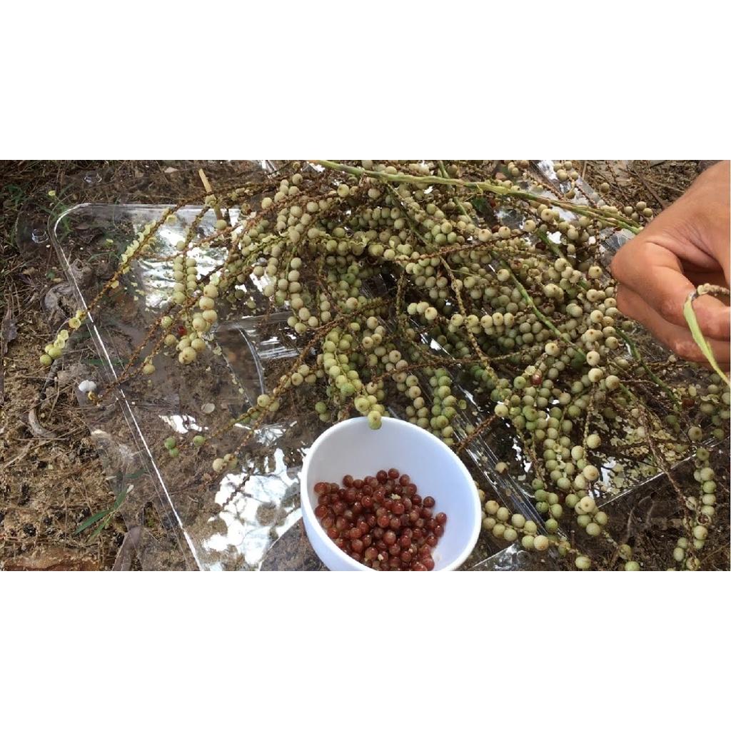 Cây giống Mây nếp, cây mây nếp giống