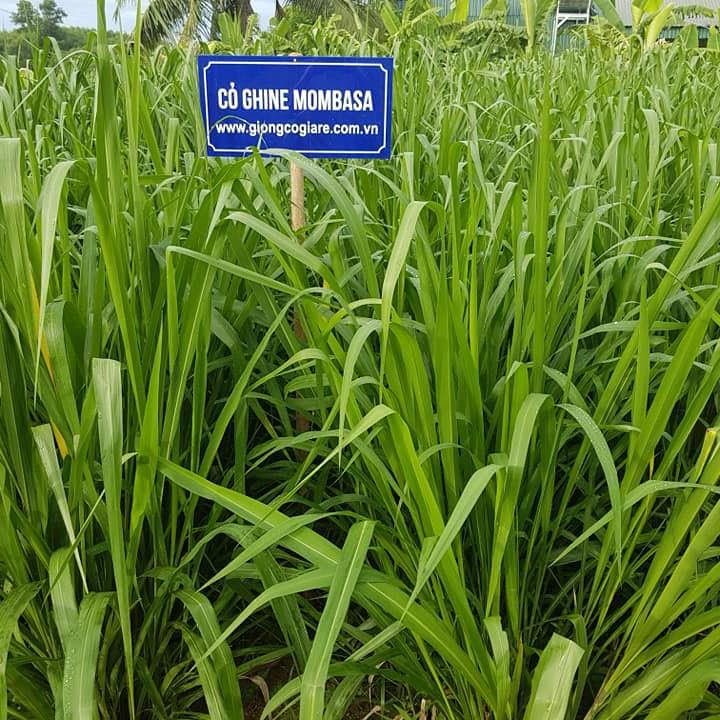 Combo 3C Gồm 3 Loại Hạt Giống Cỏ Chăn Nuôi