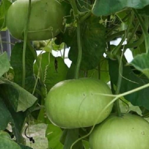 Hạt giống bầu quả tròn Thái lan-gói 10 hạt/tặng kèm gói phân bón lót