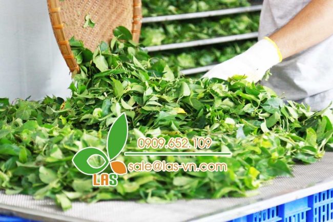 Sắp xếp lá giang lên khay sấy