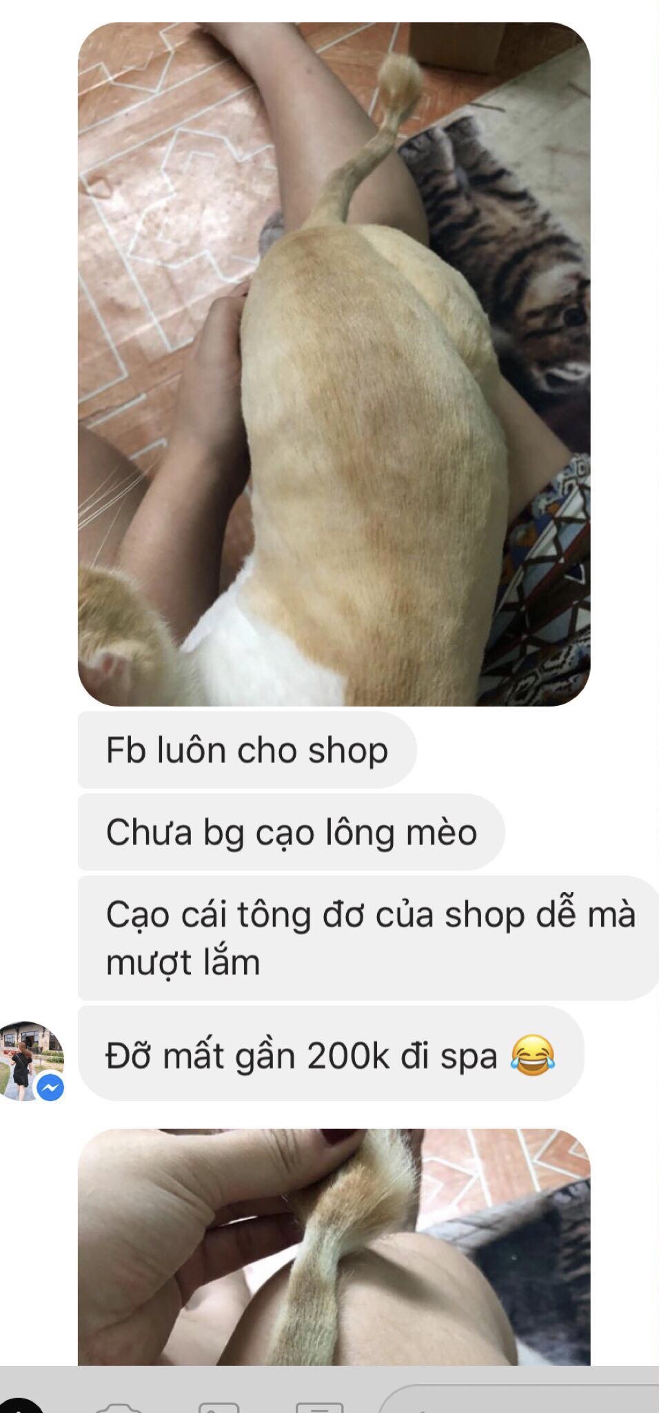 Tông đơ cho thú cưng,  cắt lông chó mèo (có clip sử dụng)