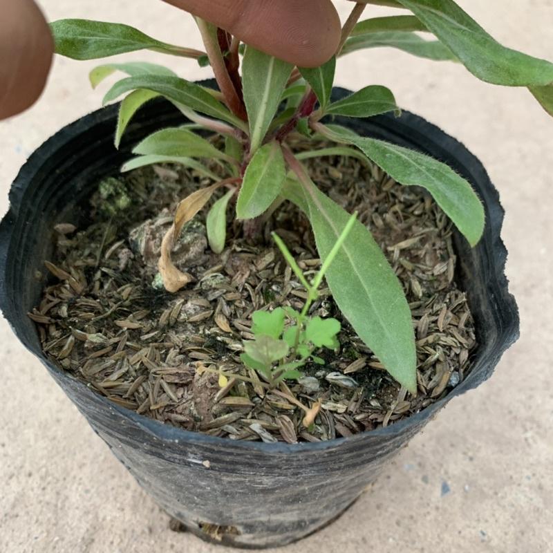 Cây cúc bách nhật cao 15cm, cây hoa cảnh nở rực rỡ trồng trang trí sân vườn, ven đường và công viên