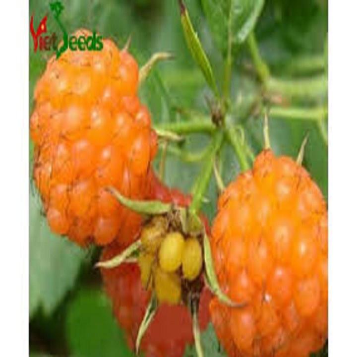 CÂY GIỐNG MÂM XÔI VÀNG CÂY NHỎ