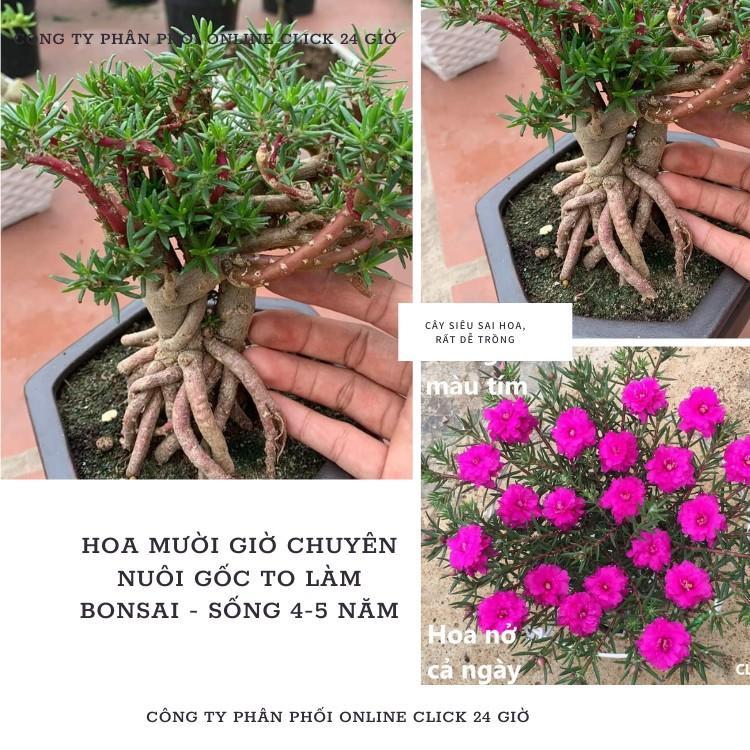 10 Cành Giống Hoa Mười Giờ Bonsai Loại Chuyên Nuôi Gốc To Để Làm BonSai Trồng Được Lâu Năm Hoa Nở Cả Ngày Mau Lớn