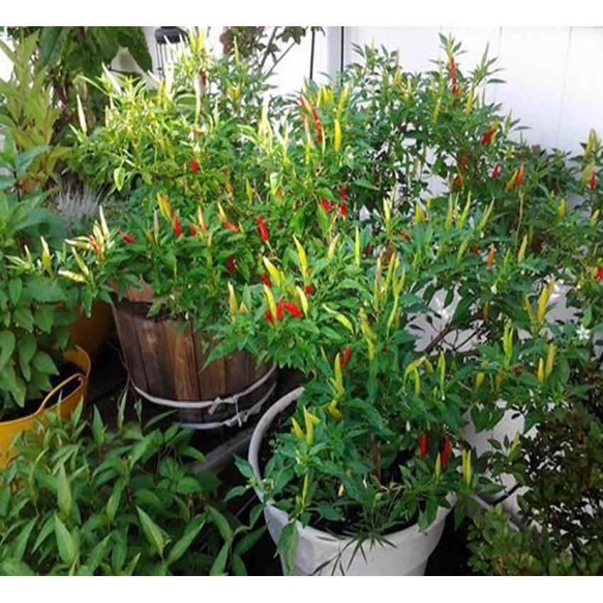 Hạt giống Ớt Chỉ Thiên F1 Sai Trái, Thời Vụ Quanh Năm Quy Cách 200 - 100 - 5 Hạt - Khu Vườn Ban Công