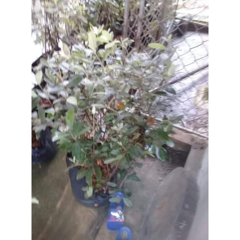 Cây sim rừng