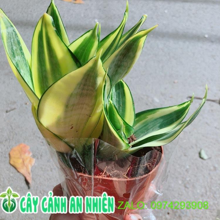 Lưỡi Hổ Thái Vàng