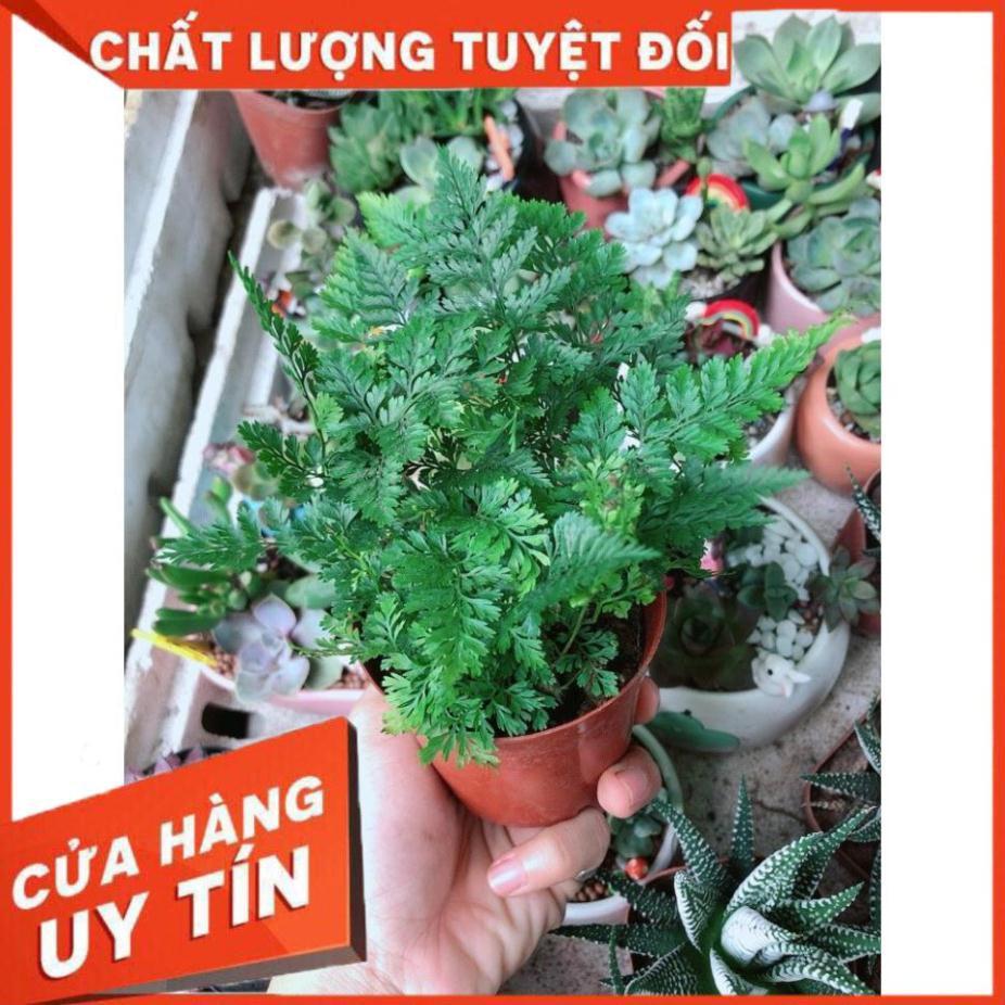 Cây Dương Sỉ Nhật Để Bàn