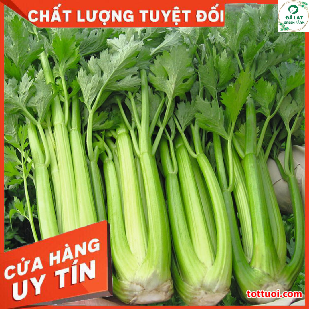 100H - HẠT GIỐNG CẦN TÂY MỸ KHỔNG LỒ