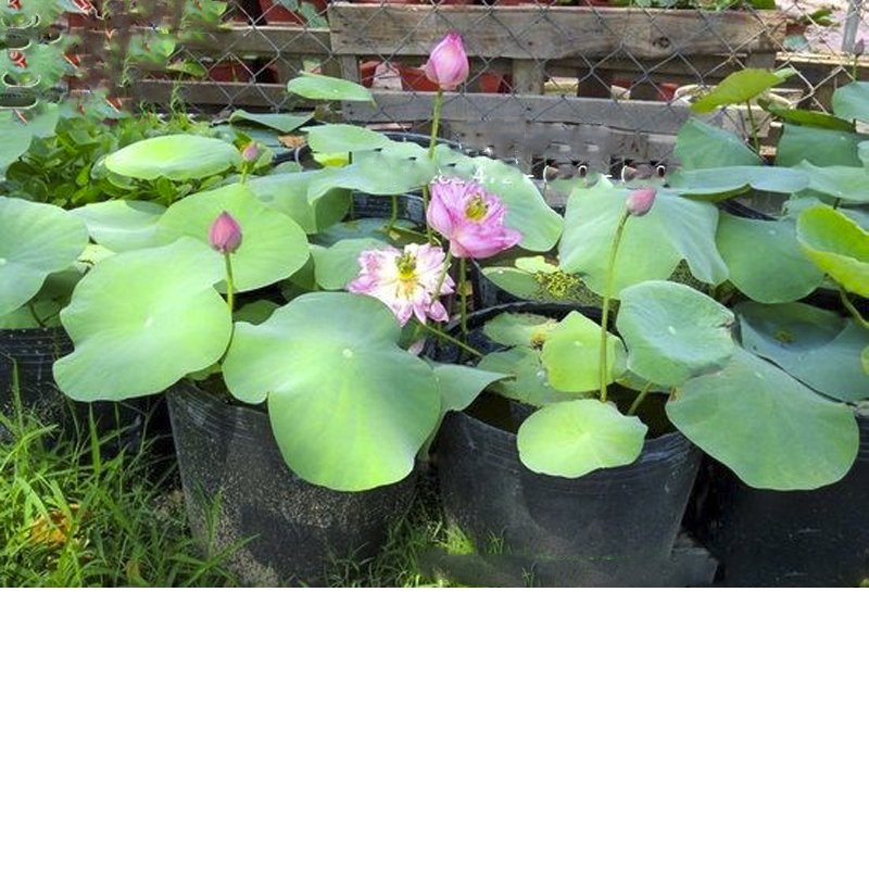 100 Chậu 25x21x21cm nhựa PE dẻo trồng cây bền từ 5 đến 10 năm-77307