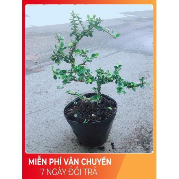 Linh Sam Núi Bonsai