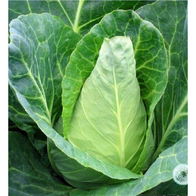 Hạt giống bắp cải trái tim xanh F1 KNS309 - Gói 30 hạt