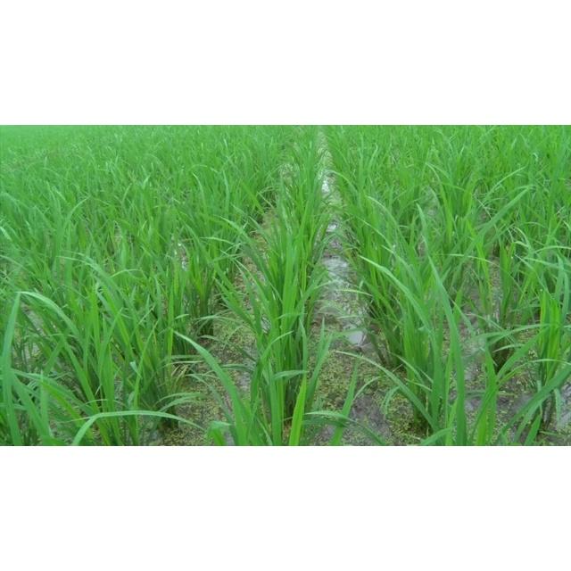 Bung rễ 100g, Siêu Lân, ra rễ cực mạnh, mở lá, bật chồi, phục hồi sinh trưởng, giải độc hữu cơ