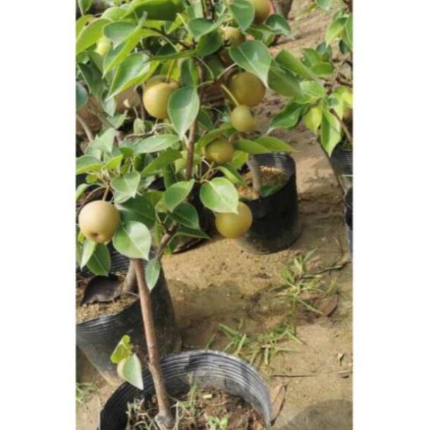 Cây lê vàng sẵn quả