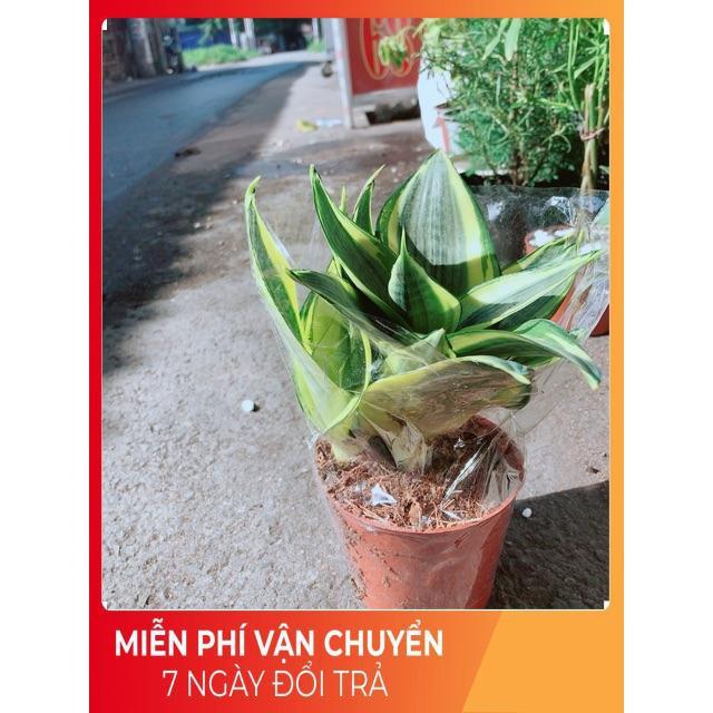 Chậu Lưỡi Hổ Thái Vàng