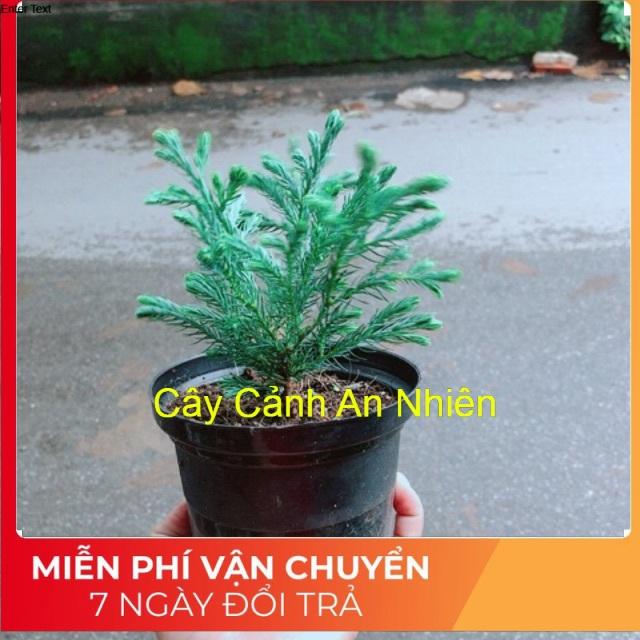 Chậu Cây Tùng Tuyết