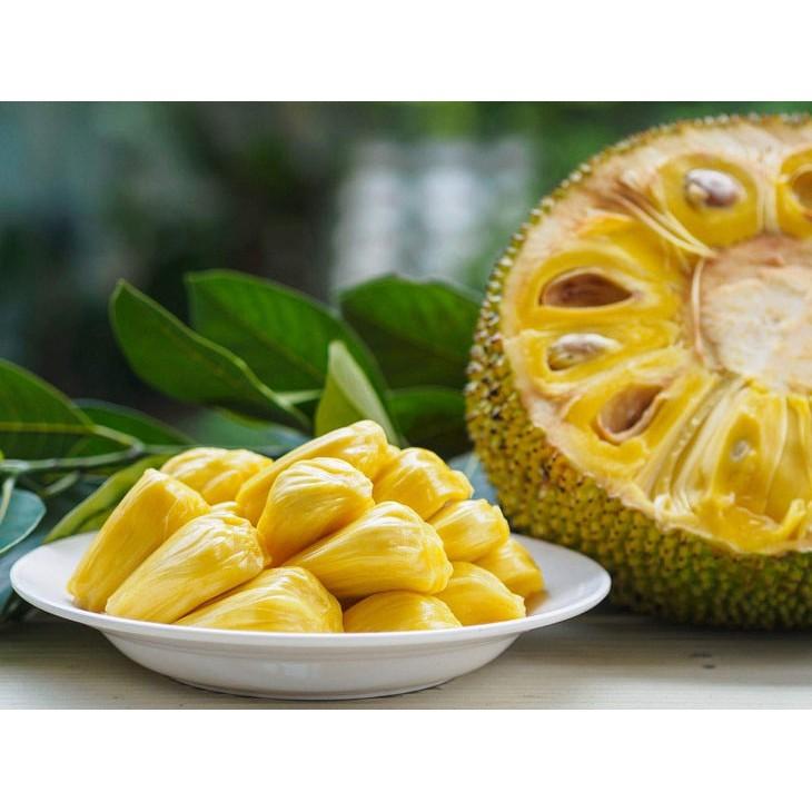 Cây giống Mít Nghệ Tứ Quý