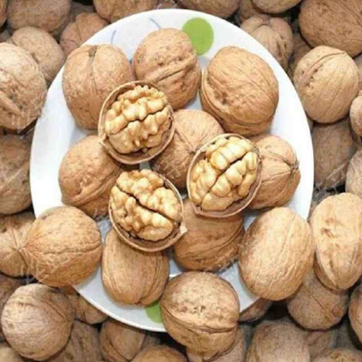CÂY GIỐNG QUẢ ÓC CHÓ SIÊU QUẢ, SIÊU NĂNG SUẤT,SIÊU KINH TẾ- CAM KÊT GIỐNG CHUẨN F1