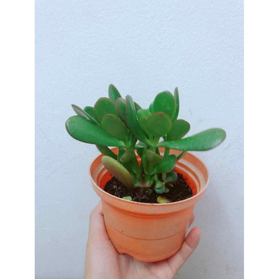 Chậu cây ngọc bích Bán Chạy