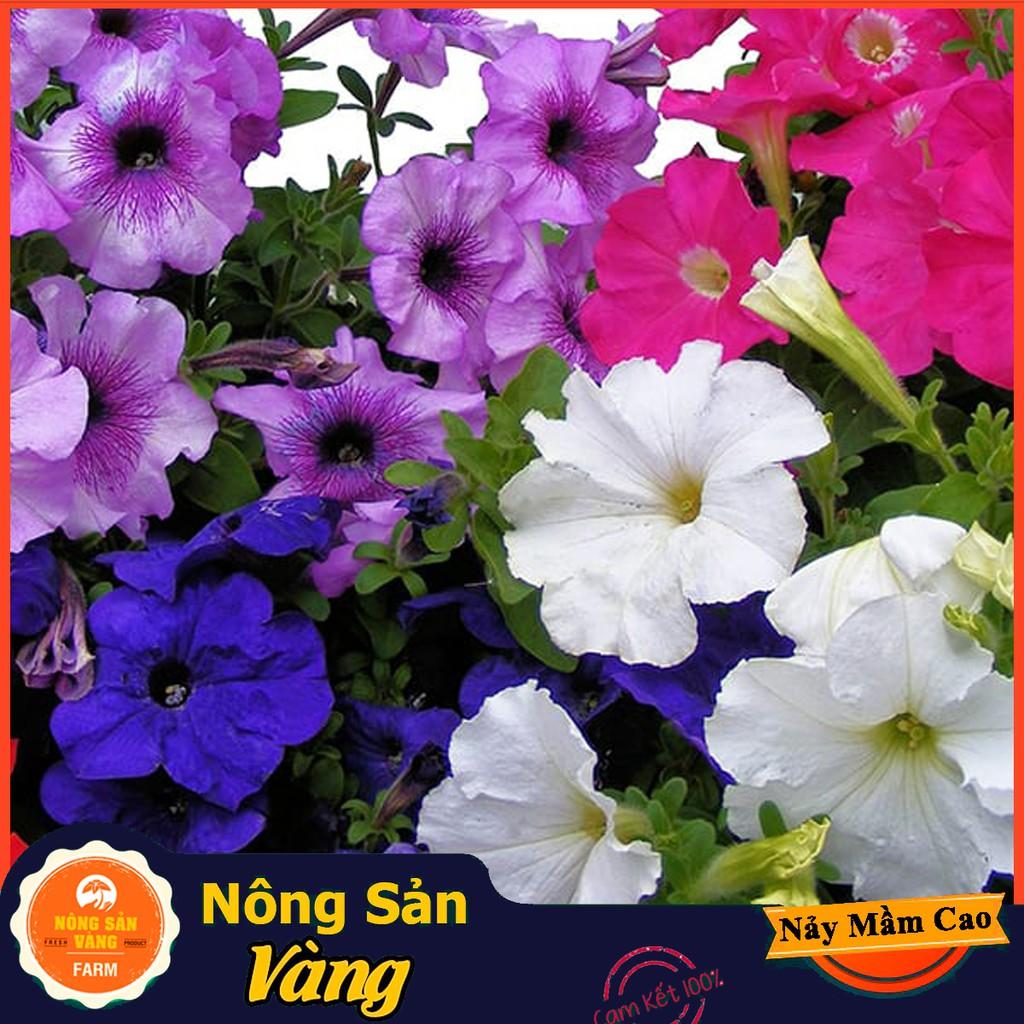 Combo Hạt giống 5 loại hoa