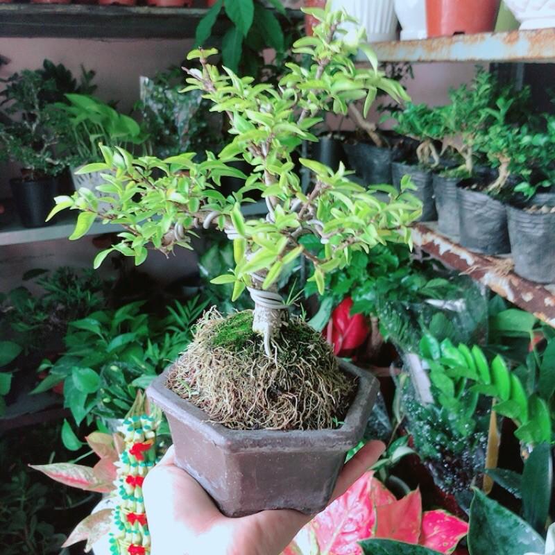 Chậu Mai Chiếu Thuỷ Bonsai Mini