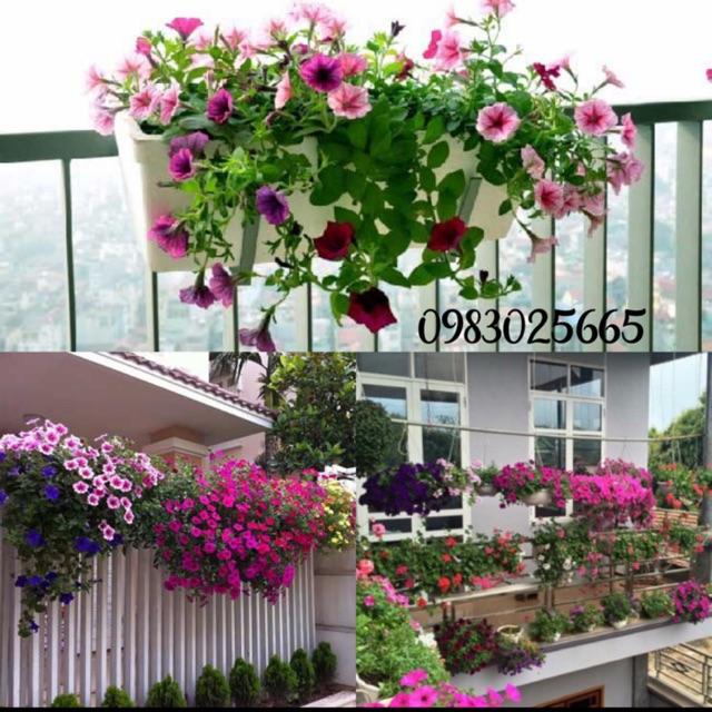 Hạt giống hoa dạ yến thảo rủ MIX gói 100 hạt