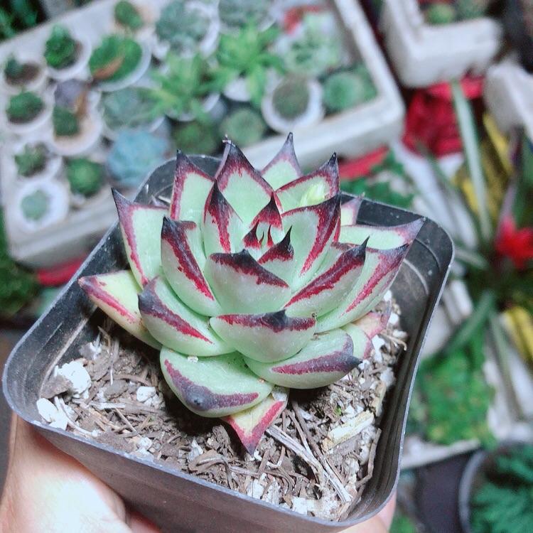 Sen Đá Đế Vương