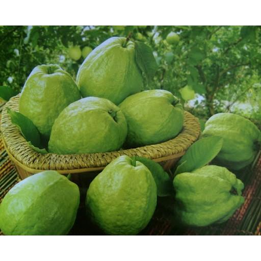 CÂY GIỐNG ỔI KHÔNG HẠT SIÊU NGON SIÊU QUẢ